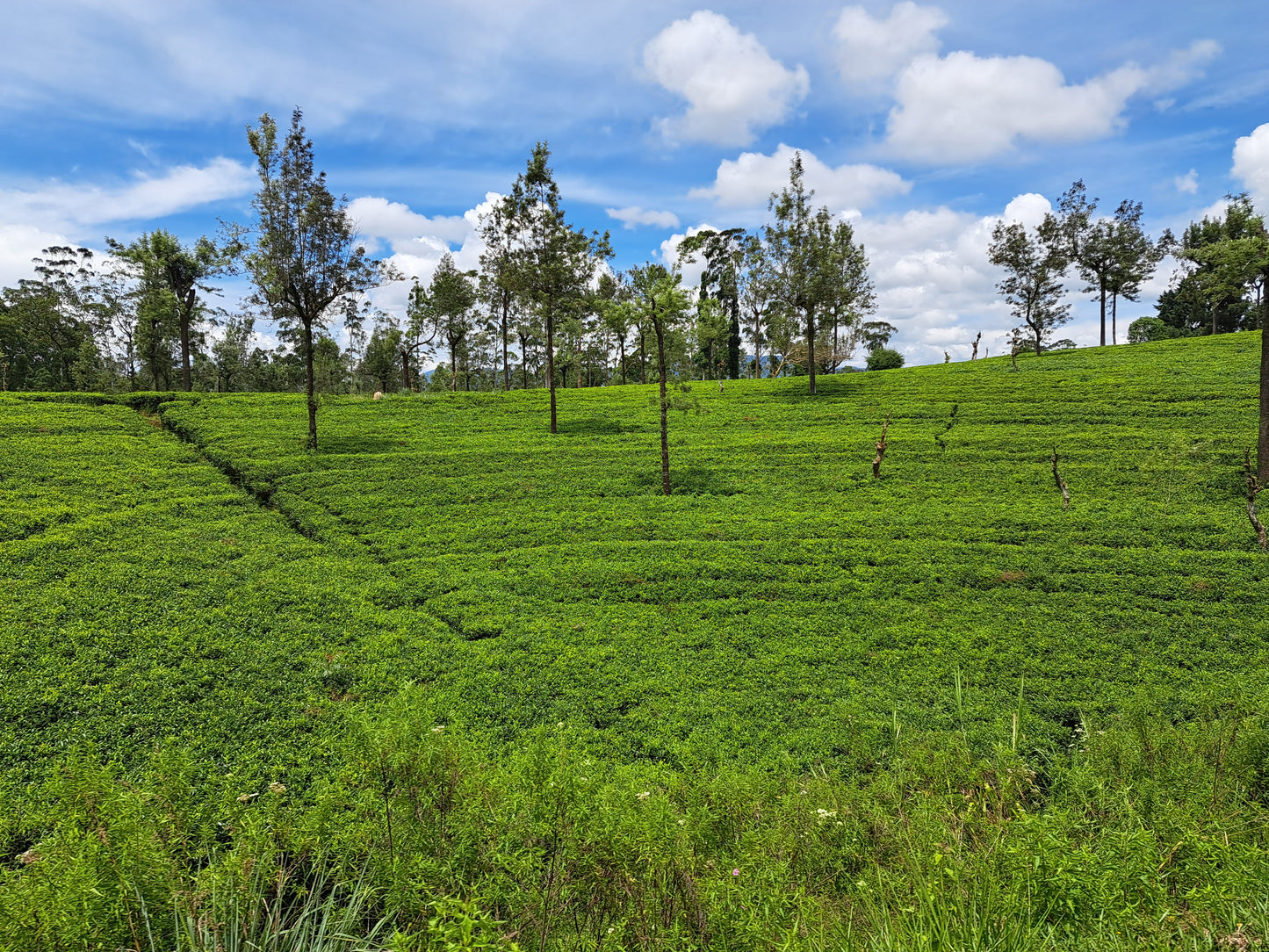 Single origin Black tea "TGOP" -Tippy Golden Orange Pekoe-