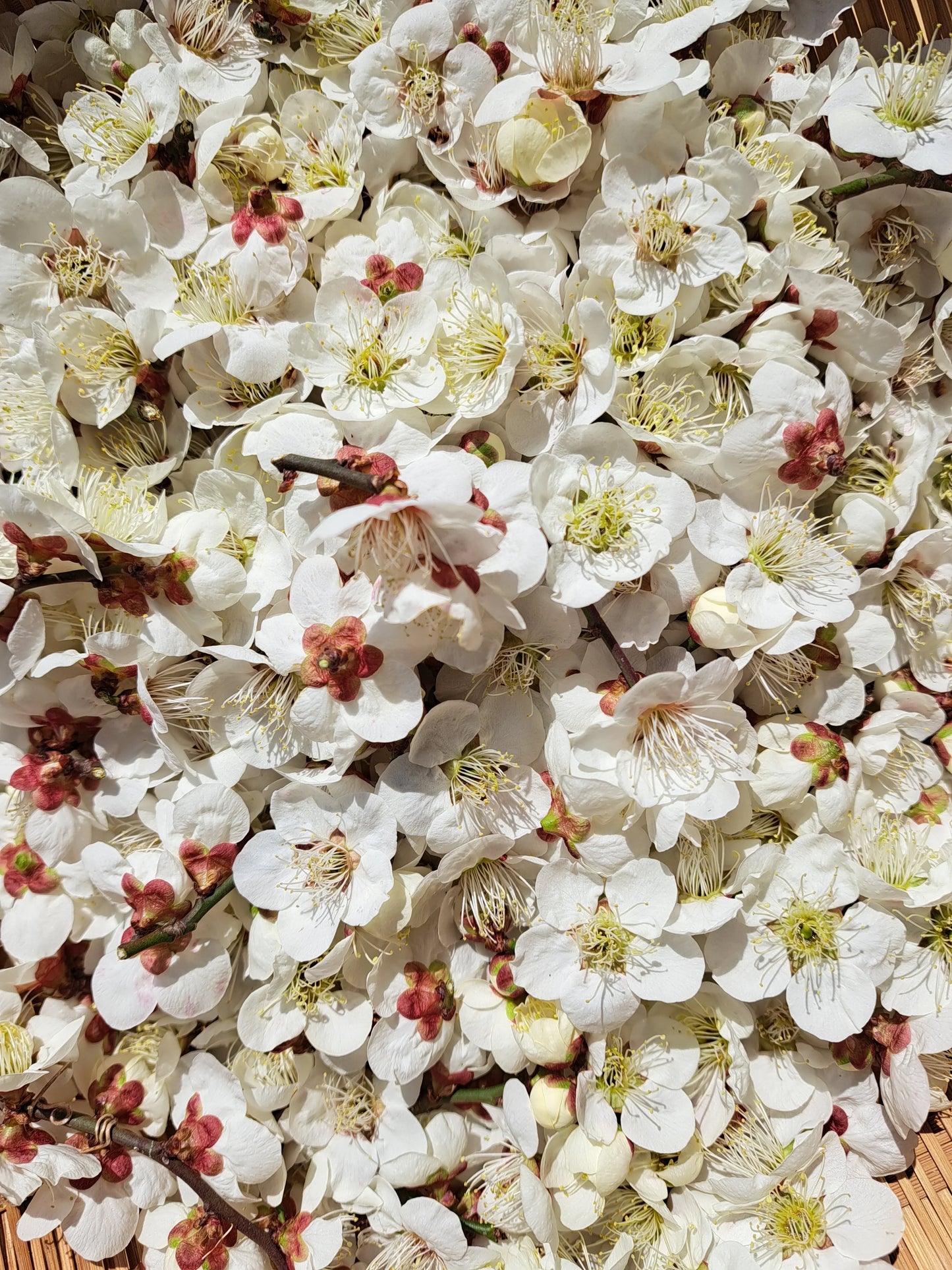 Special blend "Shiro-ume"