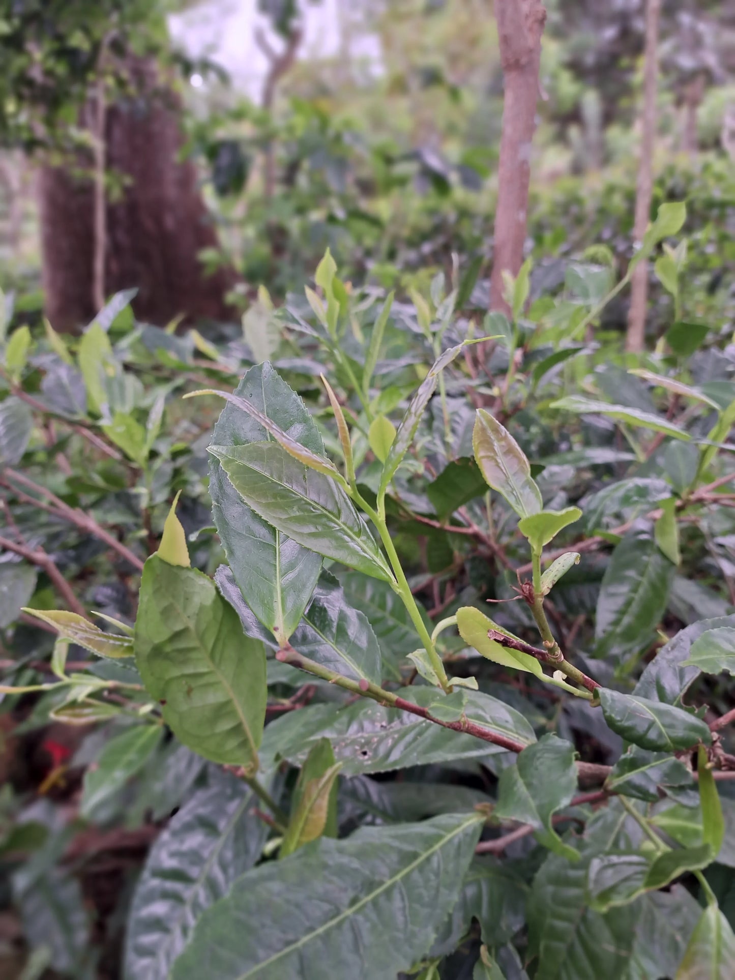 organic black tea "Gem"