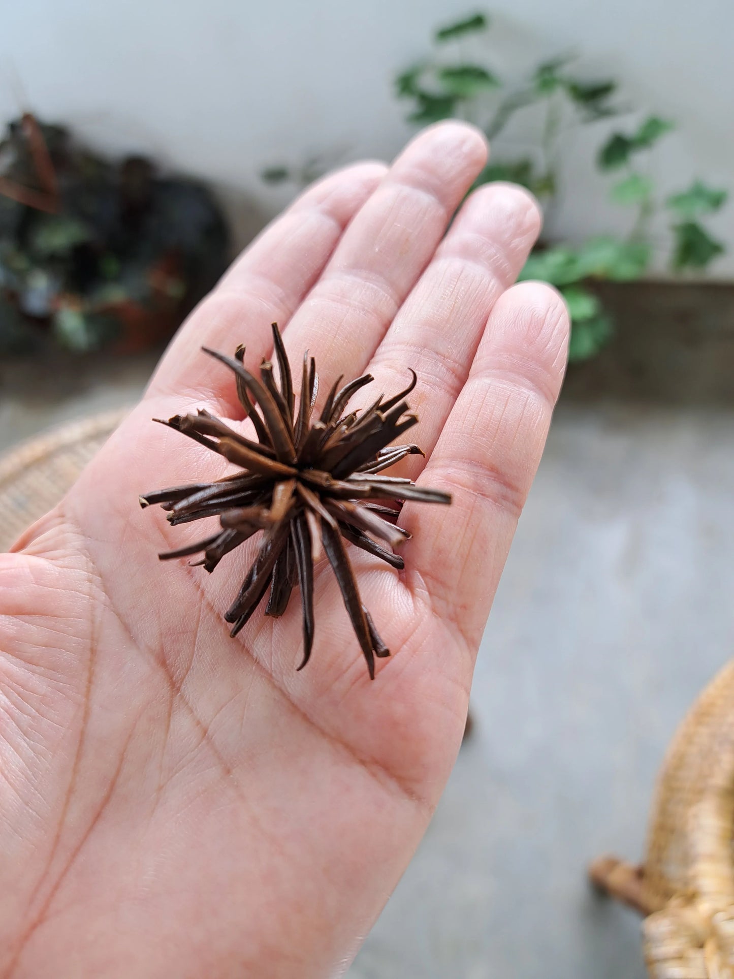 organic white tea "Star"